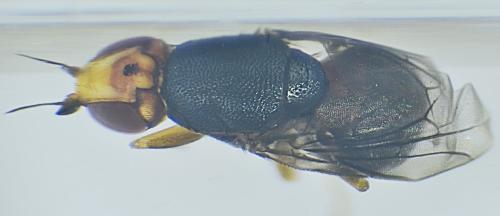Réf. 327 978 : Camarota curvipennis